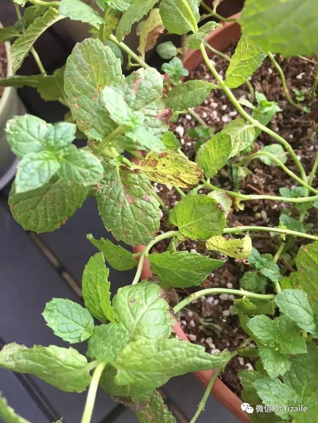 梅花扦插图解：掌握梅花繁殖技巧