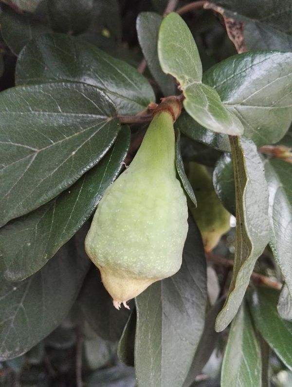 扦插海棠果树苗：繁殖新苗的实用指南