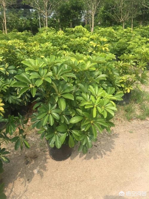 木本海棠叶子发黄：原因分析与解决方法